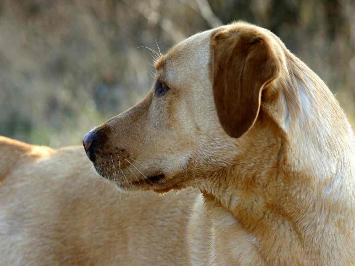 il muso di un labrador